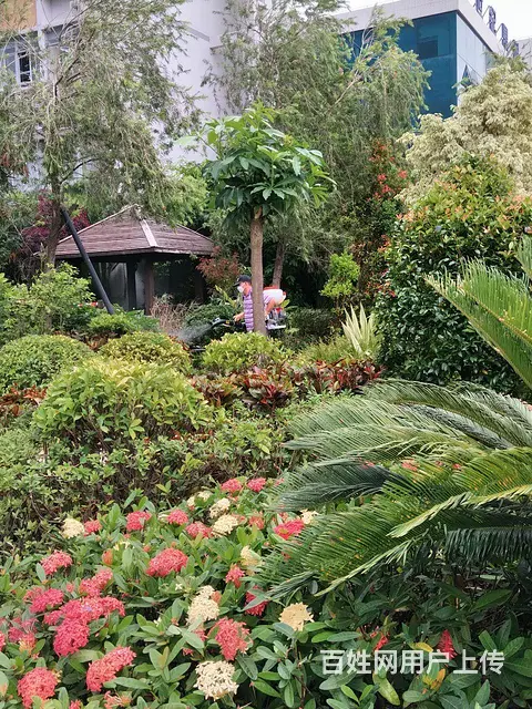 珠海白蚁防治  杀虫 灭鼠 灭蟑螂 灭跳蚤 红火蚁 - 图片 5