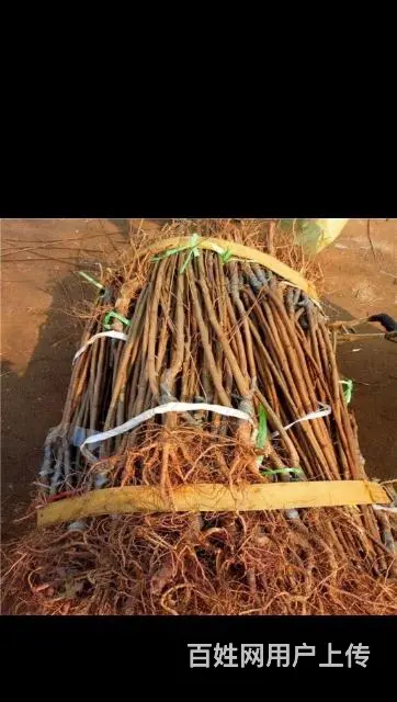 出售各种果树苗 - 图片 9