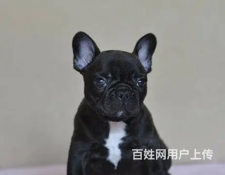 售纯种法国斗牛犬幼犬 法牛犬三针齐全已驱虫 - 图片 6