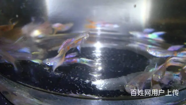 孔雀鱼双剑尾 - 图片 3