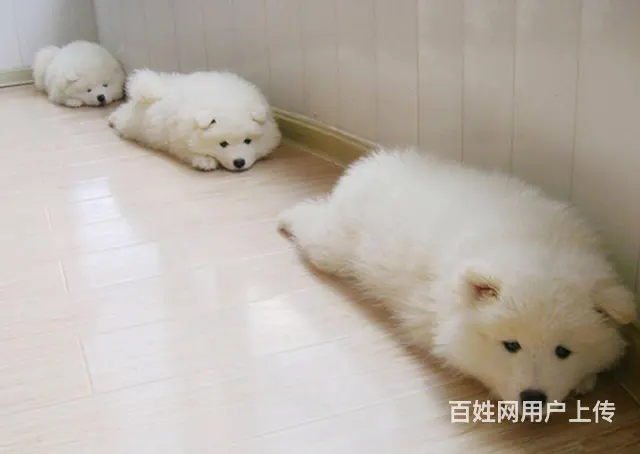 萨摩耶 萨摩幼犬欢迎上门挑选价格优惠签协议有保 - 图片 8