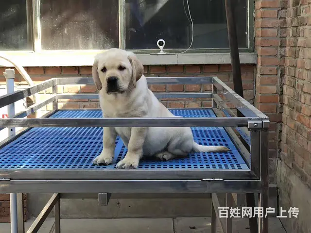 纯种拉布拉多幼犬冠军级后代保健康签协议带证书 - 图片 2