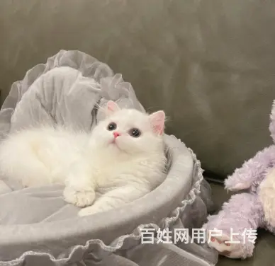 哪里有卖矮脚长毛拿破仑的多少钱 中国人不骗中国人 - 图片 3
