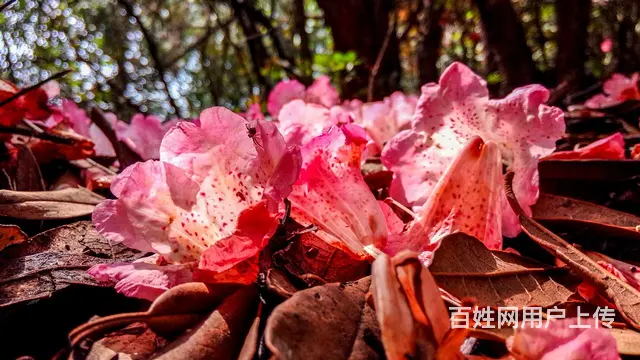 真诚征婚 - 图片 1