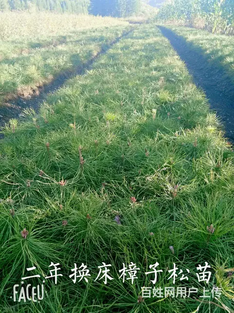 黑龙江七台河利峰苗圃 - 图片 5