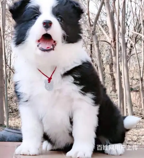 出售   高品质边牧宝宝【益帆边境犬舍】 - 图片 3