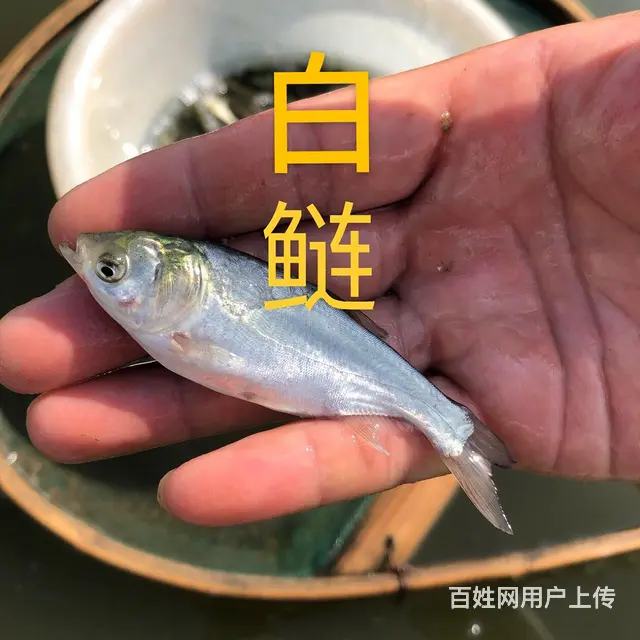 草鱼苗，大量供应各种淡水鱼苗 - 图片 6