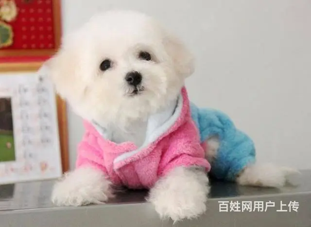茶杯体比熊幼犬双血统比熊图片精品小体比熊多少钱一只 - 图片 1