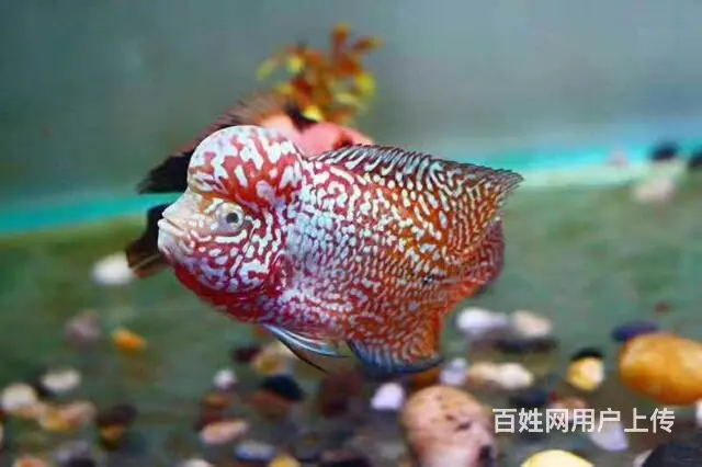 林芝哪里有卖罗汉鱼，林芝卖罗汉鱼地址 - 图片 7
