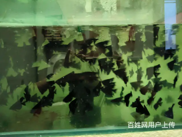 【搞定了！】墨燕鱼‘虎头拉丝纯墨燕魚 - 图片 2