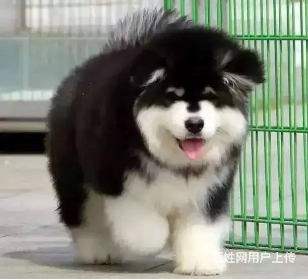 宿州犬舍直销【阿拉斯加】10年养殖经验，签健康协议 - 图片 2