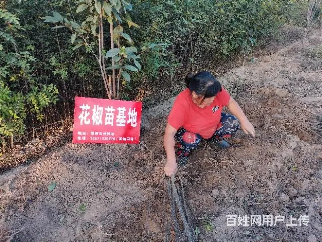 陕西韩城哪里批发大红袍狮子头花椒树苗基地 - 图片 2