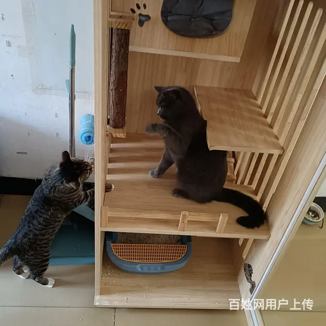 淘气蓝猫抱回家随便撸 - 图片 5