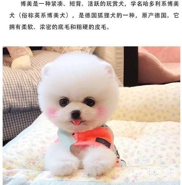 哈多利博美犬 纯种博美幼犬待售中 同城可送货上门挑 - 图片 9