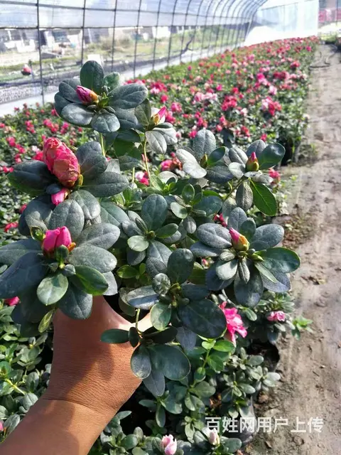 贵州惠水草花贵州惠水草坪贵州惠水苗木惠水花卉批发 - 图片 8