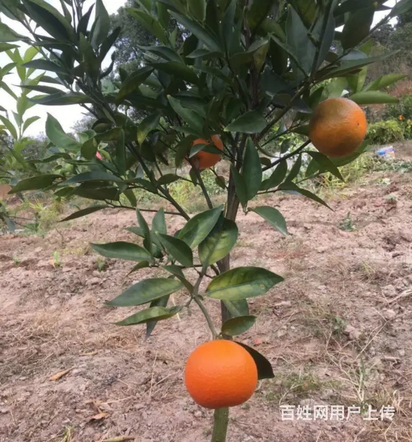 I57隆回北山镇七十亩果园转让7396通水电6997通路 - 图片 1