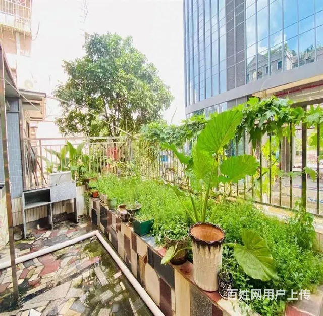 招商花园城旁 翠怡花园 3室 精装修 70平 南北通透 - 图片 5