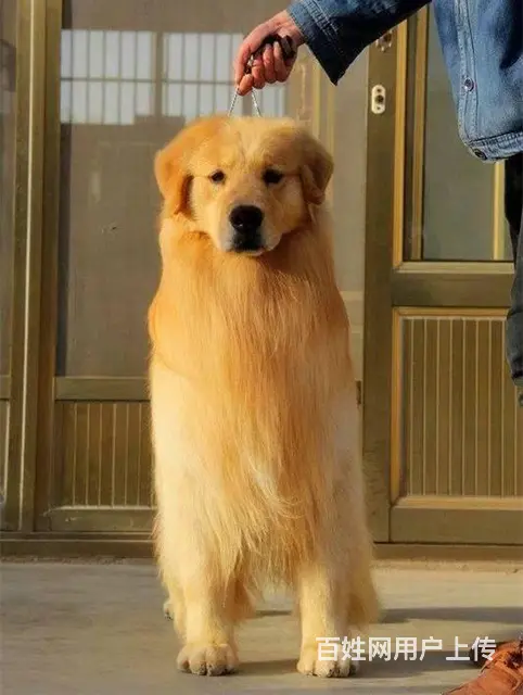 正规狗场,纯种金毛犬,赛级金毛犬,签协议,保健康 - 图片 3