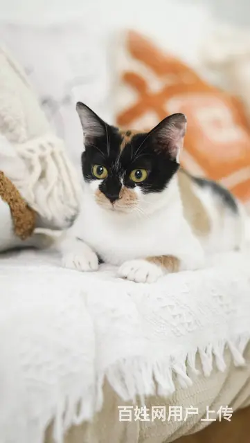 【搞定了！】免费领养日式三花招财猫已经绝育妙三多全有可送猫上 - 图片 4