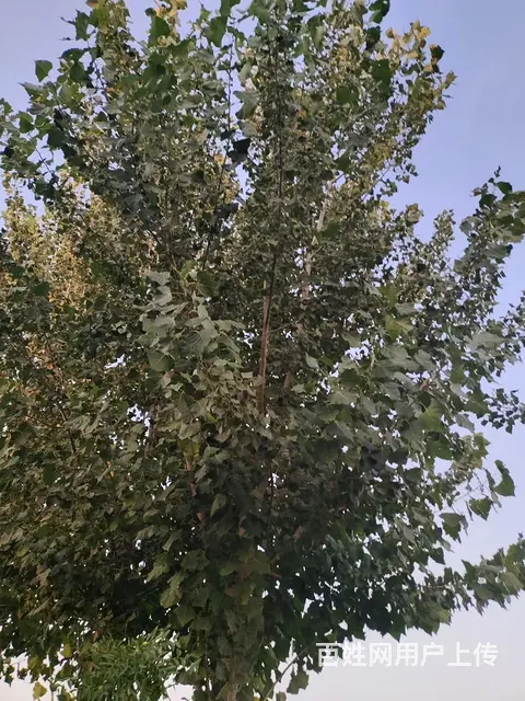专业修树，专业伐树团队收杨树，法桐，梧桐 - 图片 1