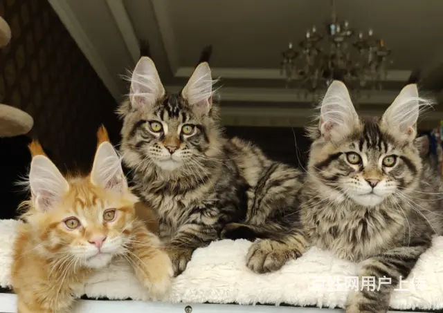 本地哪里有卖缅因猫的多少钱一只 缅因猫好养吗 - 图片 2