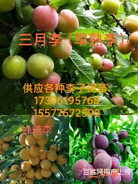 供应各种芒果树苗以及其他水果树苗 - 图片 1