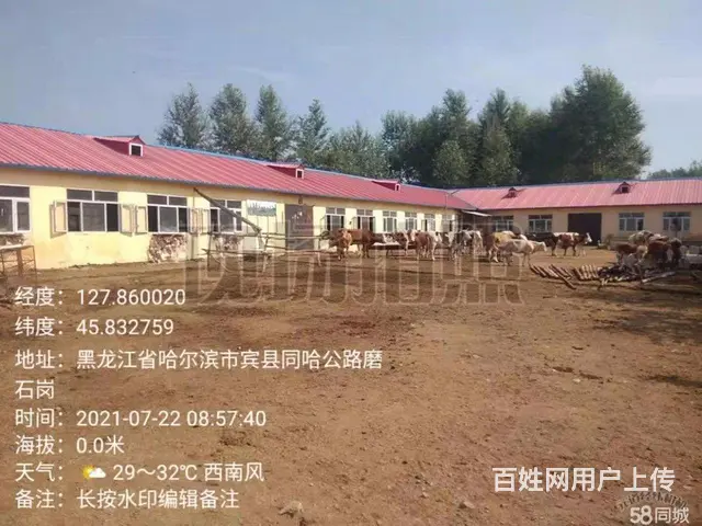 宾县城区万寿山养殖场出租出售 - 图片 5