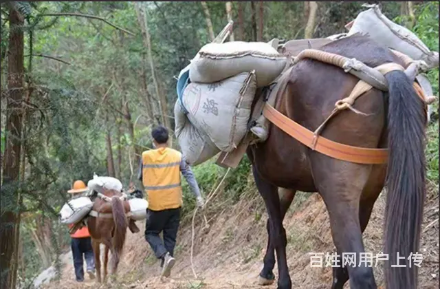 普宁市骡马搬运队马队运输驴队搬运 - 图片 1