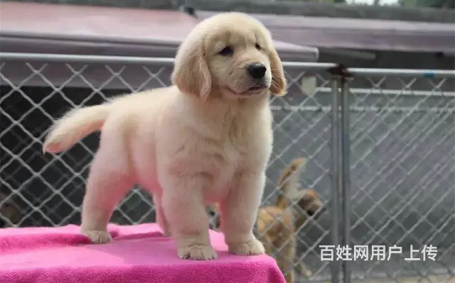 可爱金毛幼犬 保纯种 三针疫苗齐全 健康血统有保障 - 图片 8