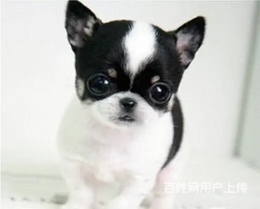 琼海吉娃娃养殖户 繁殖吉娃娃幼犬的地址 - 图片 6
