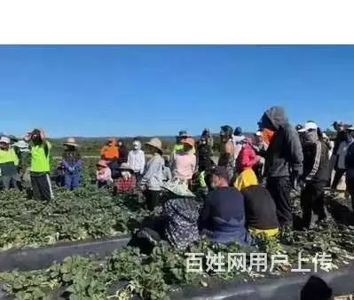 现在出国到新西兰做劳务可靠吗，建筑工司机农场普工 - 图片 2