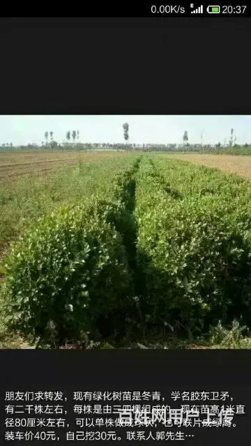 墓地松树柏树出售价格优惠 - 图片 1