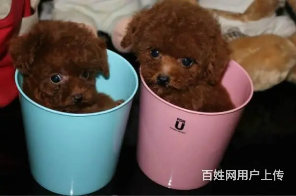 精品泰迪犬出售 玩具体 茶杯体 包纯种健康 可刷卡 - 图片 8