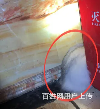 苏州专业找猫团队，苏州找猫，苏州找猫多少钱 - 图片 3
