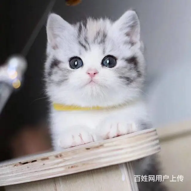 纯种英短美短哪里有卖的 新手应该养什么猫 多少钱一 - 图片 5
