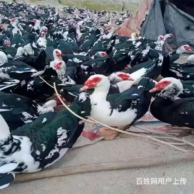 贵州三黄鸡苗批发 都匀鸭苗批发 贵州农村养殖鸡苗 - 图片 5