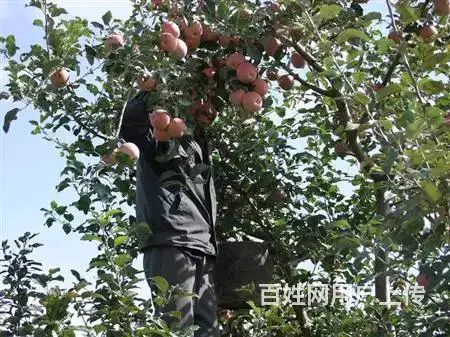 梨都果树专业修剪管理 - 图片 1