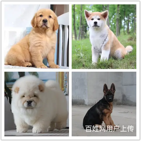 崇左养狗场养狗场电话 - 图片 2