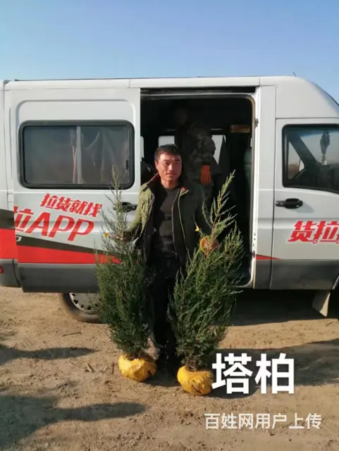 抚顺新抚名气大的草皮价格优惠 - 图片 1