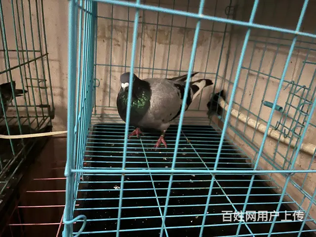 种鸽信鸽榕城梅云看鸽子 - 图片 6