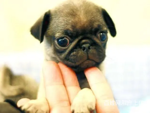 广州巴哥犬一只多少钱 实体犬舍 自家繁殖保健康 - 图片 9