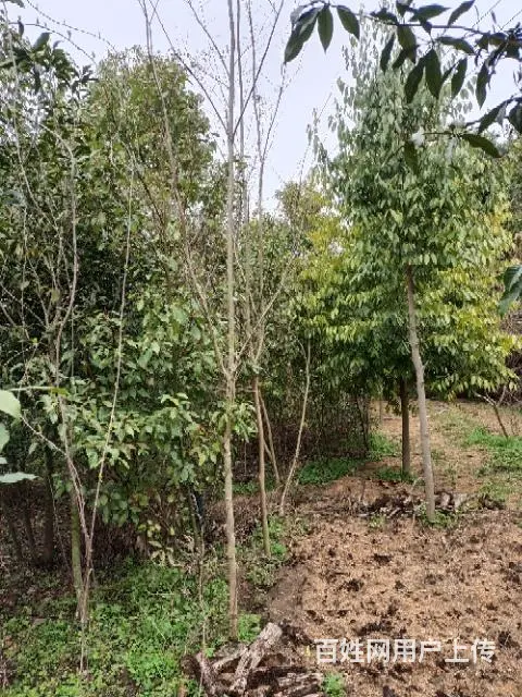 低价出售 :  香樟树:三条茎，桂花树 - 图片 2