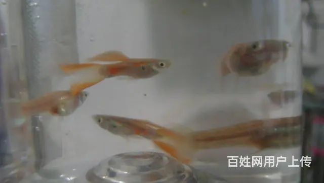 孔雀鱼双剑尾 - 图片 7