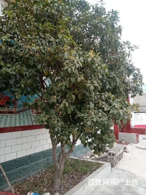 月桂树 - 图片 2