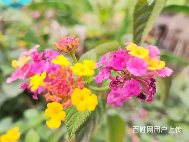 农家乐野炊团建，打造团队凝聚力 - 图片 3