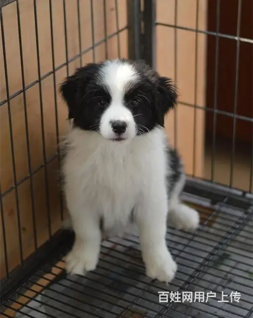 纯种边境牧羊犬 黑白边牧 金色边牧 同城可送货 - 图片 3