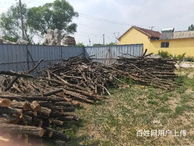 出售槐木 - 图片 10