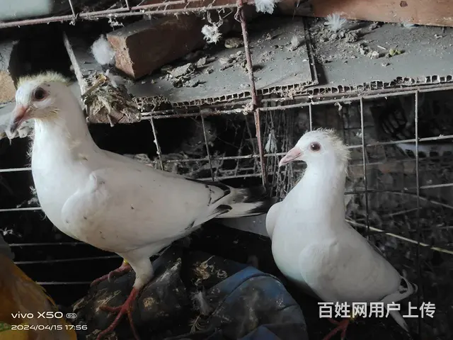 50一对 - 图片 1