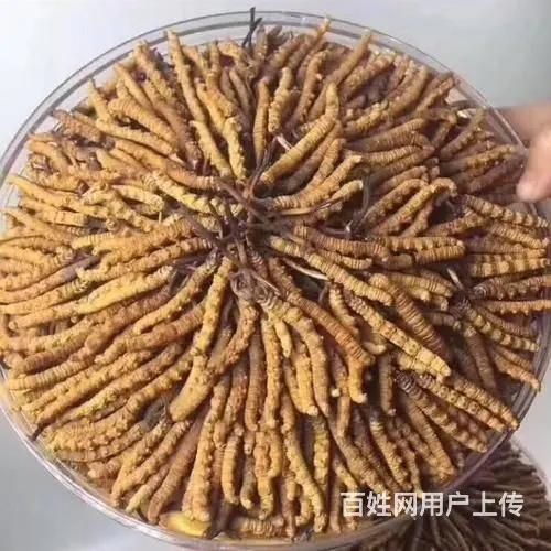 石狮冬虫夏草回收商-石狮冬虫夏草回收方式 - 图片 1
