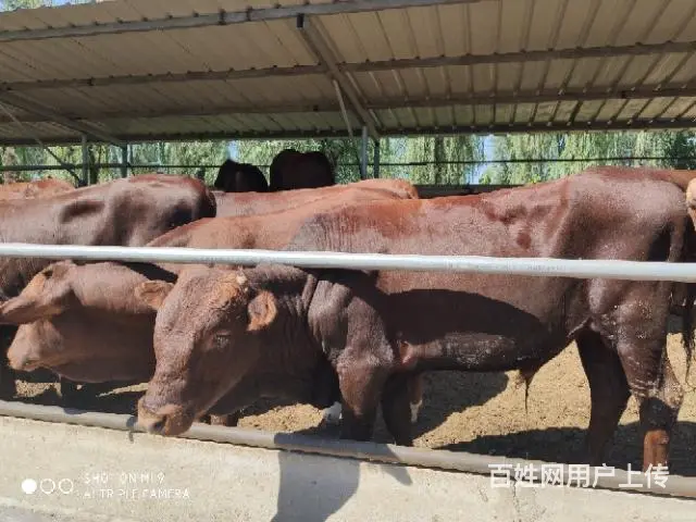 出售大小西门塔尔牛夏洛莱牛利木赞牛 - 图片 4